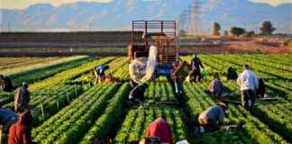 Eylülde Tarım ve İmalat Sektörlerinde İstihdam Azalışı – TEPAV Analizi eyllde-tarm-ve-imalat-sektrlerinde-istihdam-azal-tepav-analizi