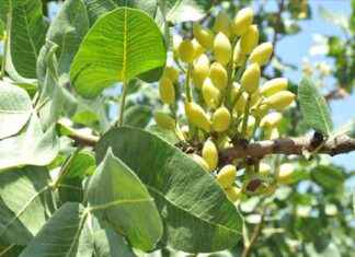 2024 Üretim Miktarıyla Çiftçileri Etkileyen Ürünler – Analiz ve Tahmin 2024-retim-miktaryla-iftileri-etkileyen-rnler-analiz-ve-tahmin