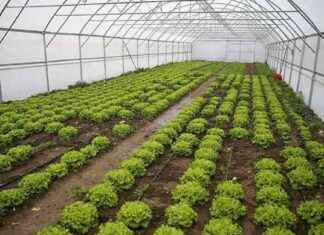 Edirne’de Devlet Destekli Seracılık Projesi ve Üreticiler – Haber Güncel edirnede-devlet-destekli-seraclk-projesi-ve-reticiler-haber-gncel