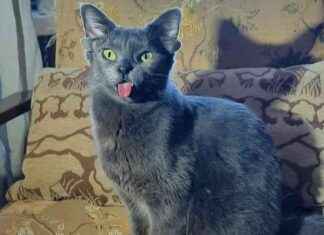 Fenomen kedi Midas’ın takipçi sayısı ve özellikleri fenomen-kedi-midasn-takipi-says-ve-zellikleri