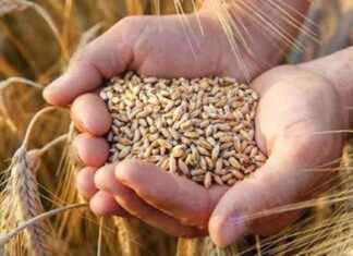 Güneydoğu’nun 2024 Hububat İhracatı Hedefi: 3,4 Milyar Dolar gneydounun-2024-hububat-ihracat-hedefi-34-milyar-dolar