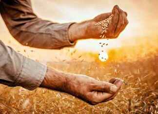 Hububat İhracatı: 2024’te 11,9 Milyar Dolar – Detaylı Analiz ve Tahminler hububat-ihracat-2024te-119-milyar-dolar-detayl-analiz-ve-tahminler