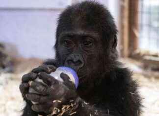 İstanbul Havalimanı’ndaki Yavru Gorilin İsmi Açıklandı istanbul-havalimanndaki-yavru-gorilin-ismi-akland