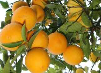 Limonda üretim düşüşü ve üretici beklentileri limonda-retim-d-ve-retici-beklentileri