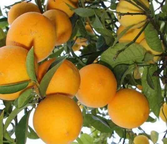 Limonda üretim düşüşü ve üretici beklentileri limonda-retim-d-ve-retici-beklentileri