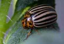 Patates Böcekleri ile Obeziteyi Azaltma Yöntemleri patates-bcekleri-ile-obeziteyi-azaltma-yntemleri