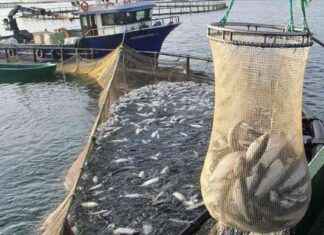 Türk Somonu İhracatı: 2024 Yılında 498 Milyon Dolarlık Hedef – Ekonomi Haberleri trk-somonu-ihracat-2024-ylnda-498-milyon-dolarlk-hedef-ekonomi-haberleri