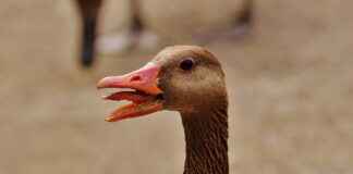 AHGAZ AHLATCI DOGALGAZ Hisse Bilgileri, Teknik ve Temel Analizi AHGAZAHLATCI DOGALGAZ Hisse Bilgileri, Teknik ve Temel Analizi