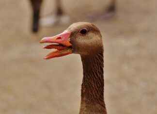 AHGAZ AHLATCI DOGALGAZ Hisse Bilgileri, Teknik ve Temel Analizi AHGAZAHLATCI DOGALGAZ Hisse Bilgileri, Teknik ve Temel Analizi