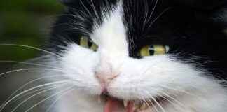 AKCNS AKCANSA Hisse Bilgileri, Teknik ve Temel Analizi AKCNSAKCANSA Hisse Bilgileri, Teknik ve Temel Analizi