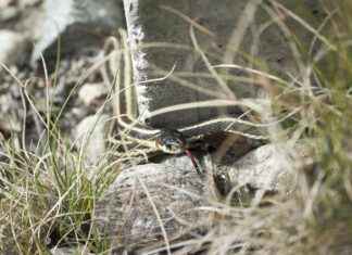 AKFGY AKFEN GMYO Hisse Bilgileri, Teknik ve Temel Analizi AKFGYAKFEN GMYO Hisse Bilgileri, Teknik ve Temel Analizi