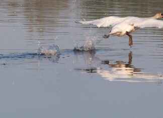 ALCAR ALARKO CARRIER Hisse Bilgileri, Teknik ve Temel Analizi ALCARALARKO CARRIER Hisse Bilgileri, Teknik ve Temel Analizi