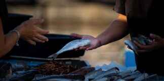 ALKIM ALKIM KİMYA Hisse Bilgileri, Teknik ve Temel Analizi ALKIMALKIM KİMYA Hisse Bilgileri, Teknik ve Temel Analizi