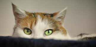 ATAGY ATA GMYO Hisse Bilgileri, Teknik ve Temel Analizi ATAGYATA GMYO Hisse Bilgileri, Teknik ve Temel Analizi