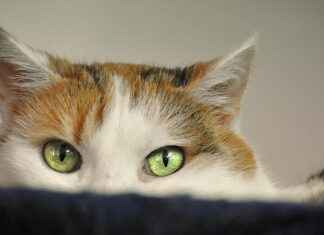 ATAGY ATA GMYO Hisse Bilgileri, Teknik ve Temel Analizi ATAGYATA GMYO Hisse Bilgileri, Teknik ve Temel Analizi