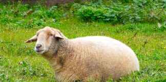 AYCES – ALTINYUNUS CESME Hisse Bilgileri, Teknik ve Temel Analizi AYCESALTINYUNUS CESME Hisse Bilgileri, Teknik ve Temel Analizi