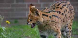 AYEN – AYEN ENERJİ Hisse Bilgileri, Teknik ve Temel Analizi AYENAYEN ENERJİ Hisse Bilgileri, Teknik ve Temel Analizi