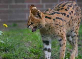 AYEN – AYEN ENERJİ Hisse Bilgileri, Teknik ve Temel Analizi AYENAYEN ENERJİ Hisse Bilgileri, Teknik ve Temel Analizi