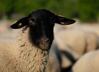 AYGAZ Hisse Bilgileri, Teknik ve Temel Analizi AYGAZ Hisse Bilgileri, Teknik ve Temel Analizi