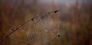 BAGFS – BAGFAS Hisse Bilgileri, Teknik ve Temel Analizi BAGFSBAGFAS Hisse Bilgileri, Teknik ve Temel Analizi