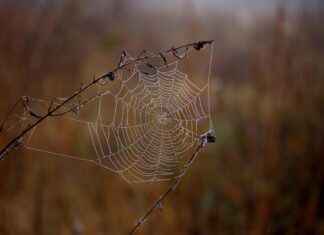 BAGFS – BAGFAS Hisse Bilgileri, Teknik ve Temel Analizi BAGFSBAGFAS Hisse Bilgileri, Teknik ve Temel Analizi