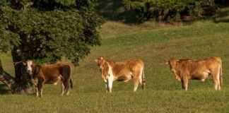 BAHKM – BAHADIR KIMYA Hisse Bilgileri, Teknik ve Temel Analizi BAHKMBAHADIR KIMYA Hisse Bilgileri, Teknik ve Temel Analizi