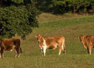 BAHKM – BAHADIR KIMYA Hisse Bilgileri, Teknik ve Temel Analizi BAHKMBAHADIR KIMYA Hisse Bilgileri, Teknik ve Temel Analizi