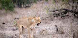 BRKVY – BIRIKIM VARLIK YONETIM Hisse Bilgileri, Teknik ve Temel Analizi BRKVYBIRIKIM VARLIK YONETIM Hisse Bilgileri, Teknik ve Temel Analizi