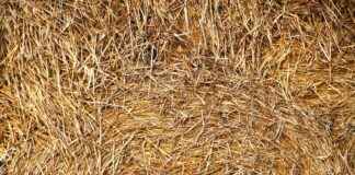 CASA – CASA EMTIA PETROL Hisse Bilgileri, Teknik ve Temel Analizi CASACASA EMTIA PETROL Hisse Bilgileri, Teknik ve Temel Analizi