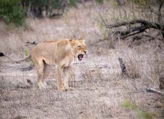 DERHLDER – LUKS YATIRIM HOLDING Hisse Bilgileri, Teknik ve Temel Analizi DERHLDERLUKS YATIRIM HOLDING Hisse Bilgileri, Teknik ve Temel Analizi