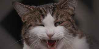 DOGUB – DOGUSAN Hisse Bilgileri, Teknik ve Temel Analizi DOGUBDOGUSAN Hisse Bilgileri, Teknik ve Temel Analizi