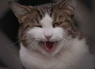 DOGUB – DOGUSAN Hisse Bilgileri, Teknik ve Temel Analizi DOGUBDOGUSAN Hisse Bilgileri, Teknik ve Temel Analizi