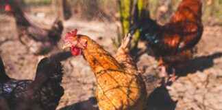 EKOS – EKOS TEKNOLOJI Hisse Bilgileri, Teknik ve Temel Analizi EKOSEKOS TEKNOLOJI Hisse Bilgileri, Teknik ve Temel Analizi