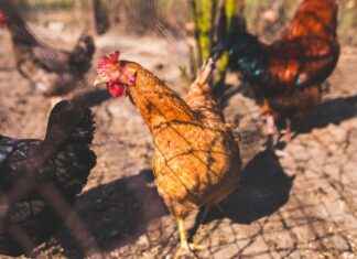 EKOS – EKOS TEKNOLOJI Hisse Bilgileri, Teknik ve Temel Analizi EKOSEKOS TEKNOLOJI Hisse Bilgileri, Teknik ve Temel Analizi