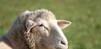 EUKYO – EURO KAPITAL YAT. ORT. Hisse Bilgileri, Teknik ve Temel Analizi EUKYOEURO KAPITAL YAT. ORT. Hisse Bilgileri, Teknik ve Temel Analizi