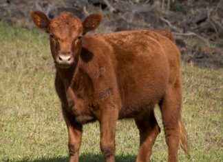 FZLGY – FUZUL GMYO Hisse Bilgileri, Teknik ve Temel Analizi FZLGYFUZUL GMYO Hisse Bilgileri, Teknik ve Temel Analizi