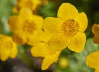 GARAN – GARANTI BANKASI Hisse Bilgileri, Teknik ve Temel Analizi GARANGARANTI BANKASI Hisse Bilgileri, Teknik ve Temel Analizi