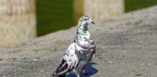 GOLTS – GOLTAS CIMENTO Hisse Bilgileri, Teknik ve Temel Analizi GOLTSGOLTAS CIMENTO Hisse Bilgileri, Teknik ve Temel Analizi