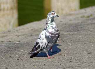 GOLTS – GOLTAS CIMENTO Hisse Bilgileri, Teknik ve Temel Analizi GOLTSGOLTAS CIMENTO Hisse Bilgileri, Teknik ve Temel Analizi