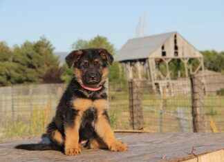 GSDDE – GSD DENİZCİLİK Hisse Bilgileri, Teknik ve Temel Analizi GSDDEGSD DENİZCİLİK Hisse Bilgileri, Teknik ve Temel Analizi