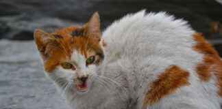 HOROZ – HOROZ LOJISTIK Hisse Bilgileri, Teknik ve Temel Analizi HOROZHOROZ LOJISTIK Hisse Bilgileri, Teknik ve Temel Analizi