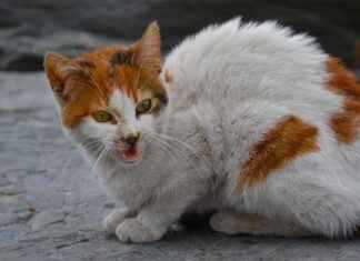 HOROZ – HOROZ LOJISTIK Hisse Bilgileri, Teknik ve Temel Analizi HOROZHOROZ LOJISTIK Hisse Bilgileri, Teknik ve Temel Analizi