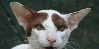 IHGZT – IHLAS GAZETECILIK Hisse Bilgileri, Teknik ve Temel Analizi IHGZTIHLAS GAZETECILIK Hisse Bilgileri, Teknik ve Temel Analizi