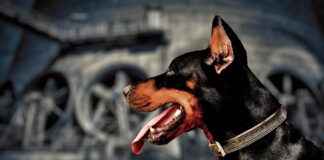 INVEO – INVEO YATIRIM HOLDING Hisse Bilgileri, Teknik ve Temel Analizi INVEOINVEO YATIRIM HOLDING Hisse Bilgileri, Teknik ve Temel Analizi