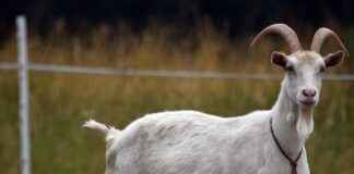 ISGSY – IS GİRİŞİM Hisse Bilgileri, Teknik ve Temel Analizi ISGSYIS GİRİŞİM Hisse Bilgileri, Teknik ve Temel Analizi