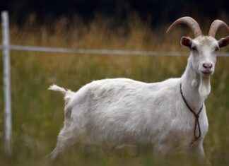 ISGSY – IS GİRİŞİM Hisse Bilgileri, Teknik ve Temel Analizi ISGSYIS GİRİŞİM Hisse Bilgileri, Teknik ve Temel Analizi