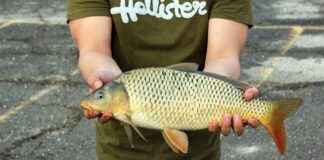 KCHOL KOC HOLDING Hisse Bilgileri, Teknik ve Temel Analizi KCHOL KOC HOLDING Hisse Bilgileri, Teknik ve Temel Analizi