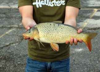 KCHOL KOC HOLDING Hisse Bilgileri, Teknik ve Temel Analizi KCHOL KOC HOLDING Hisse Bilgileri, Teknik ve Temel Analizi