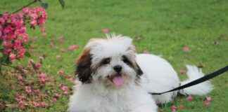 KOCMT KOC METALURJI Hisse Bilgileri, Teknik ve Temel Analizi KOCMT KOC METALURJI Hisse Bilgileri, Teknik ve Temel Analizi