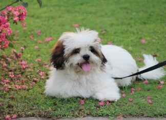 KOCMT KOC METALURJI Hisse Bilgileri, Teknik ve Temel Analizi KOCMT KOC METALURJI Hisse Bilgileri, Teknik ve Temel Analizi